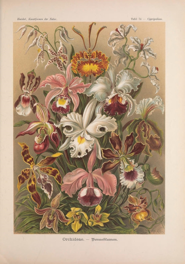 Geometria és művészet a természetben-13 Ernst Haeckel, Geometria és művészet a természetben  Botanika