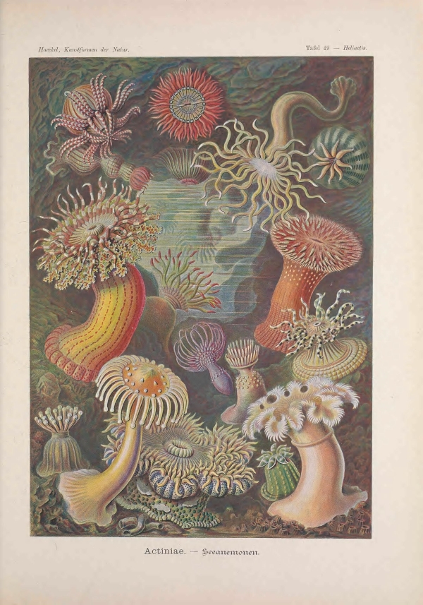 Geometria és művészet a természetben-2 Ernst Haeckel, Geometria és művészet a természetben  Zoológia-Állatok