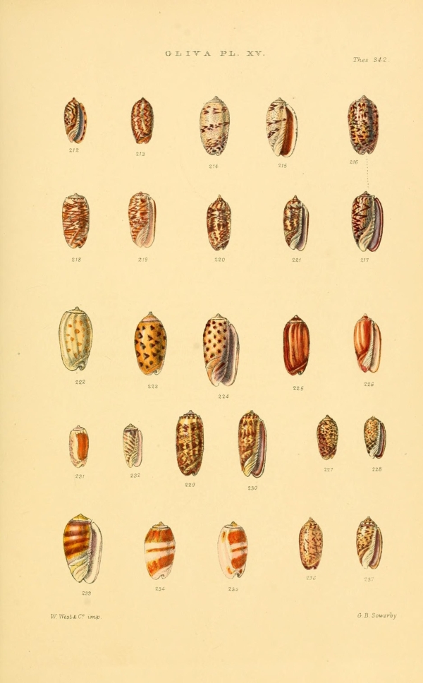 Csigák, kagylók-96 Kagylók és csigák VI  Zoológia-Állatok