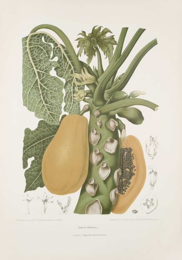 Egzotikus gyümölcsök, virágok, dísznövények-11 - Botanikai illusztráció nyomatok Madame Berthe Hoola van Nooten  Botanika