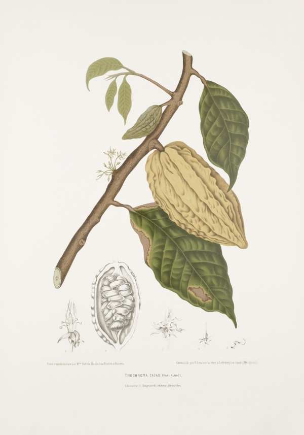 Egzotikus gyümölcsök, virágok, dísznövények-37 - Botanikai illusztráció nyomatok Madame Berthe Hoola van Nooten  Botanika