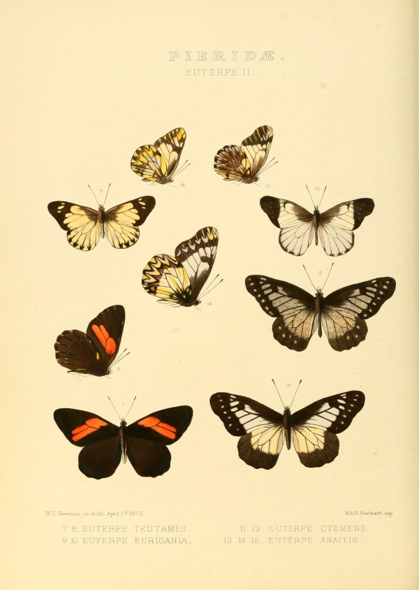 Lepkék, pillangók-11 Lepkehatározó I.  Zoológia-Állatok