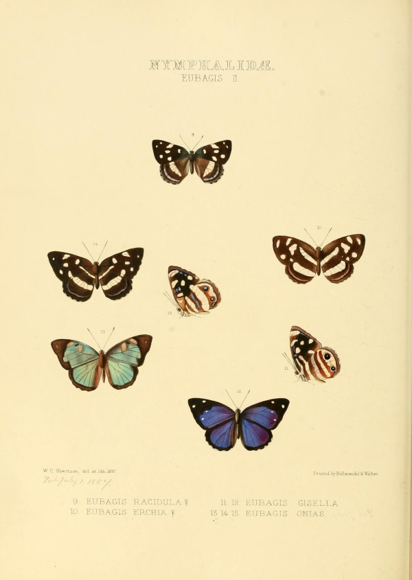 Lepkék, pillangók-136 Lepkehatározó I.  Zoológia-Állatok