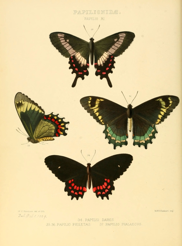 Lepkék, pillangók-25 Lepkehatározó I.  Zoológia-Állatok