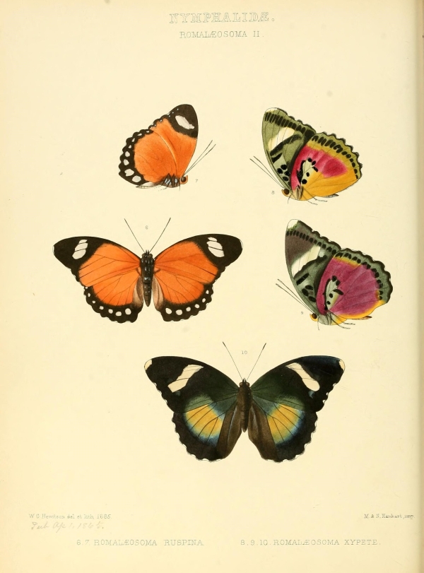 Lepkék, pillangók-49 Lepkehatározó I.  Zoológia-Állatok