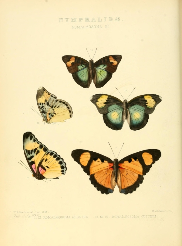 Lepkék, pillangók-55 Lepkehatározó I.  Zoológia-Állatok