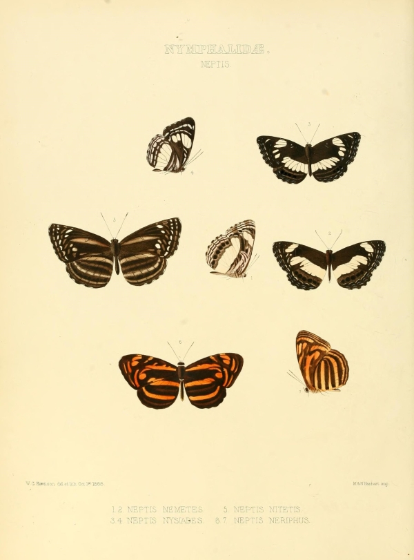 Lepkék, pillangók-90 Lepkehatározó I.  Zoológia-Állatok