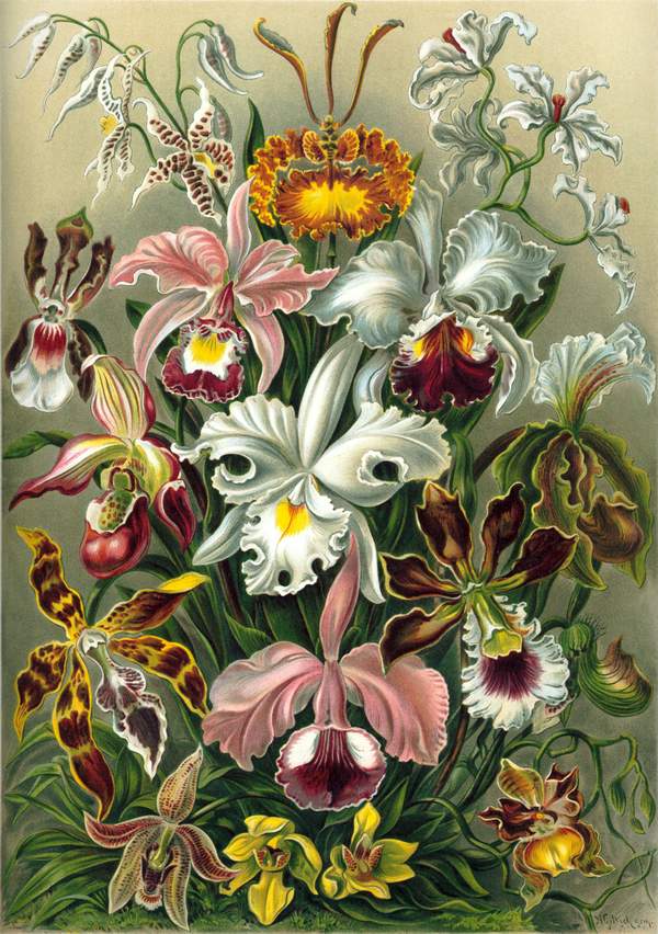 Orchideafélék - vintage botanikai illusztráció Ernst Haeckel  Botanika
