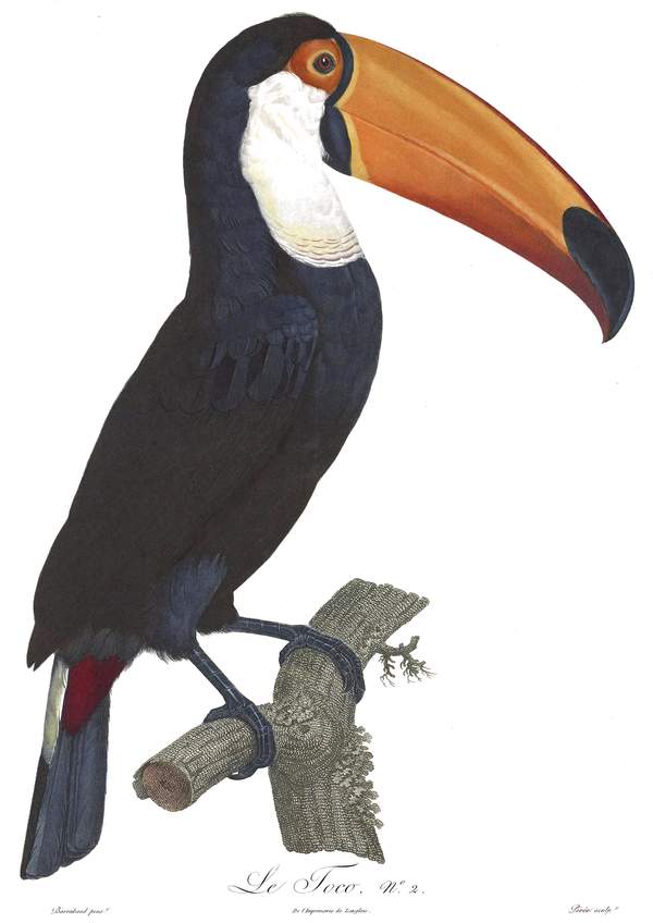 Tukán 6, egzotikus madarak - vintage ornitológiai illusztráció Jacques Barraband  Zoológia-Állatok