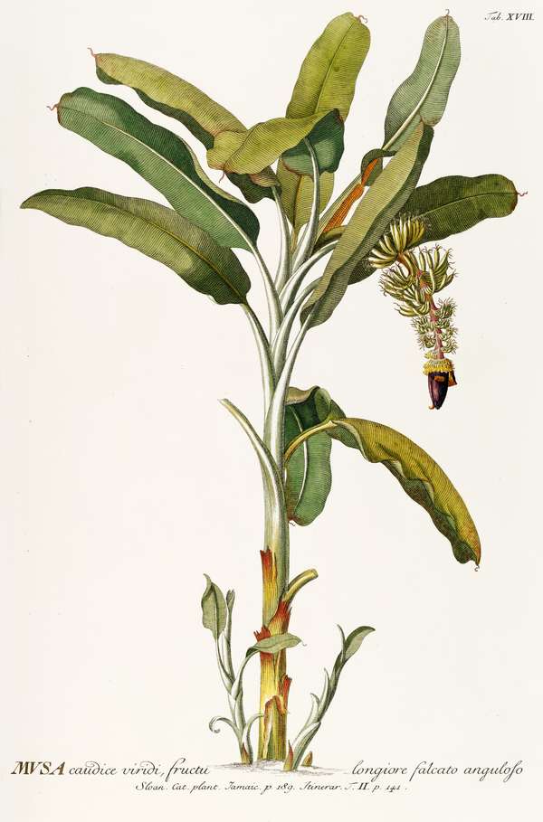 Banán fa, banáncserje, termés és levelek - antik botanikai illusztráció Georg Dionysius Ehret  Botanika