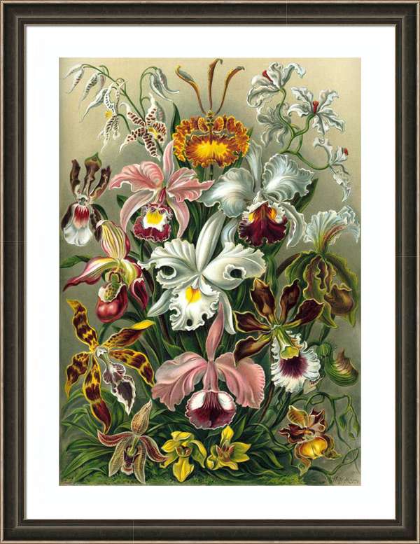 orchidea-falikép-vintage-botanikai-nyomat-Haeckel-Orchidae