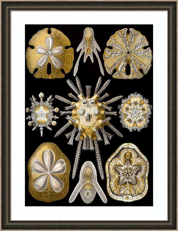 tengeri-állatok-kövület-falikép-fosszília-nyomat-vintage-Haeckel-Echinidea