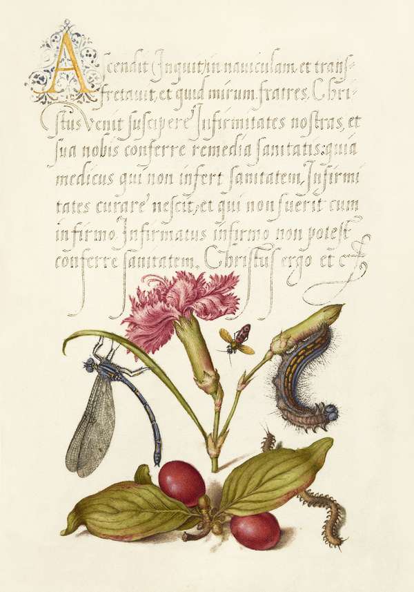 Régi kalligráfia botanikai illusztrációkkal - 41 Bocskay György, Joris Hoefnagel  Botanika