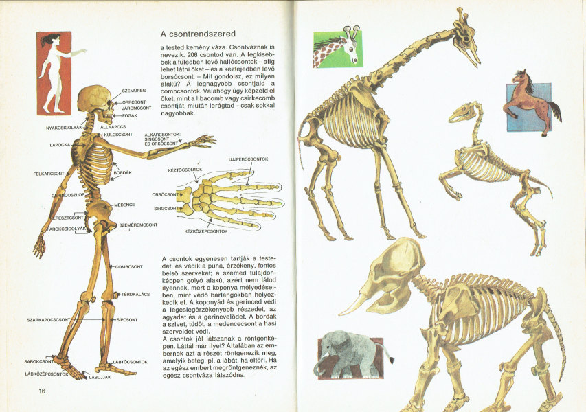 Ilyen vagyok kívül-belül Dr. V. Balázs Anna, Zsoldos Vera illusztrációival Ilyen vagyok kívül-belül Dr. V. Balázs Anna, Zsoldos Vera illusztrációival