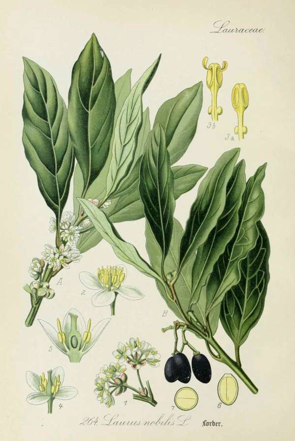 Fűszernövények -1 – Babér Dr. Thomé Botanika Fűszernövények -1 – Babér Dr. Thomé Botanika