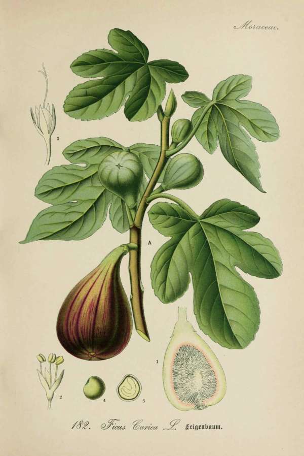 Gyümölcsök, csonthéjasok – 5 – Füge Dr. Thomé Botanika Gyümölcsök, csonthéjasok – 5 – Füge Dr. Thomé Botanika